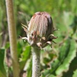 Taraxacum serotinum. Формирующееся соцветие. Украина, Донецкая обл., Славянский р-н, меловой склон балки Висла. 01.07.2012.