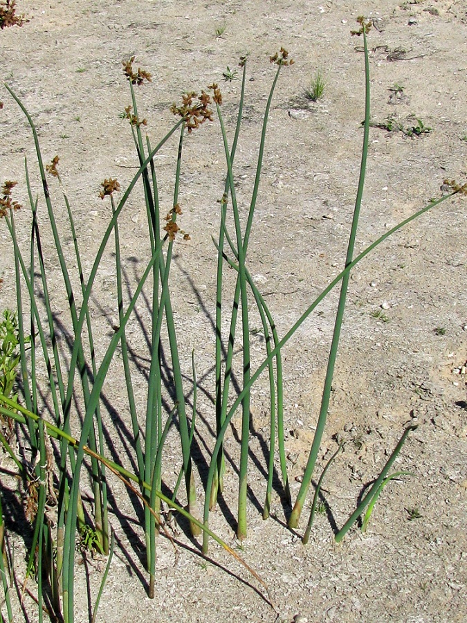 Image of Schoenoplectus tabernaemontani specimen.