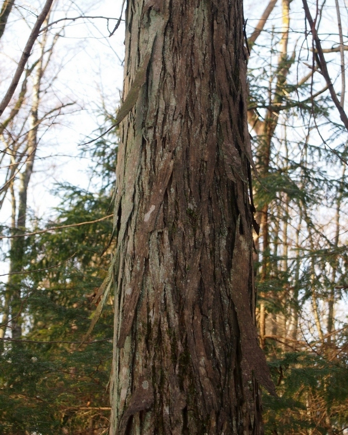 Изображение особи Carya tomentosa.