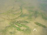 Смотреть изображение Potamogeton malaianus