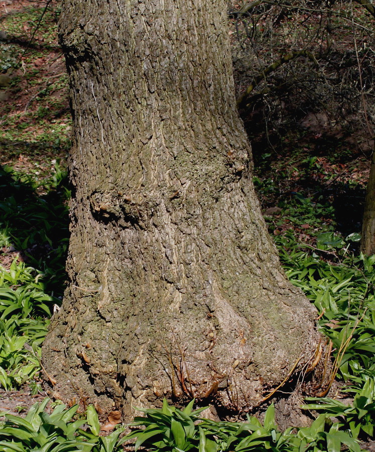 Изображение особи Alnus glutinosa.