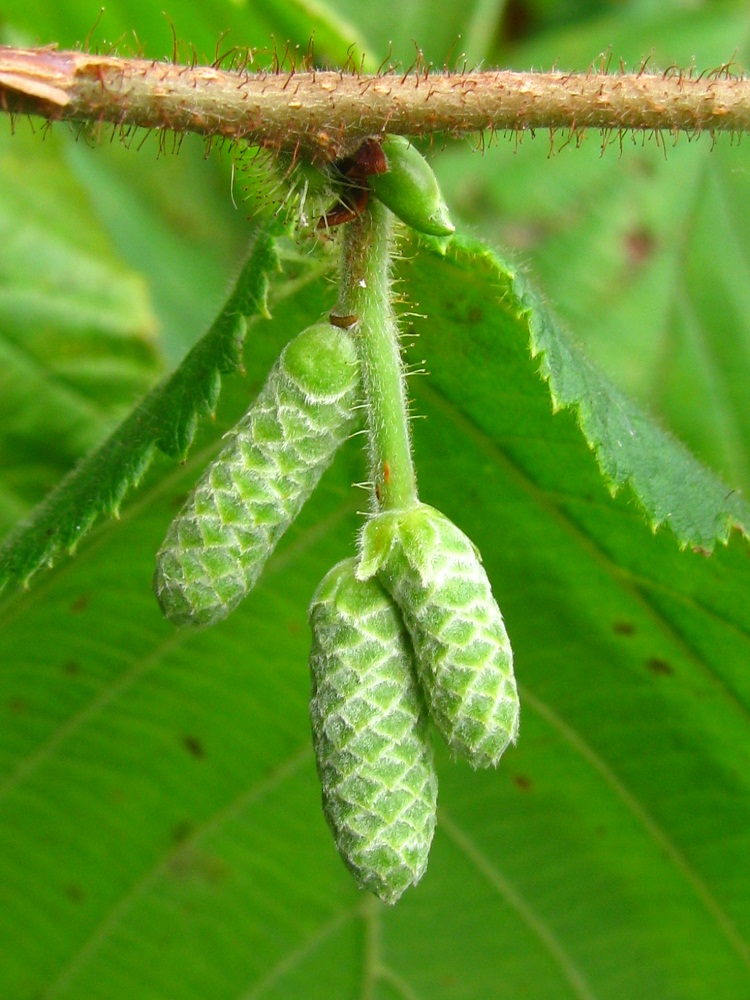 Image of Corylus avellana specimen.