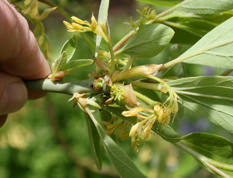 Изображение особи Sassafras albidum.