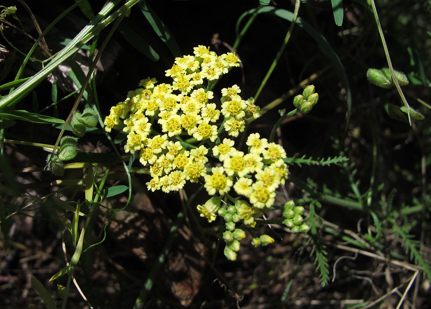 Image of Achillea ochroleuca specimen.