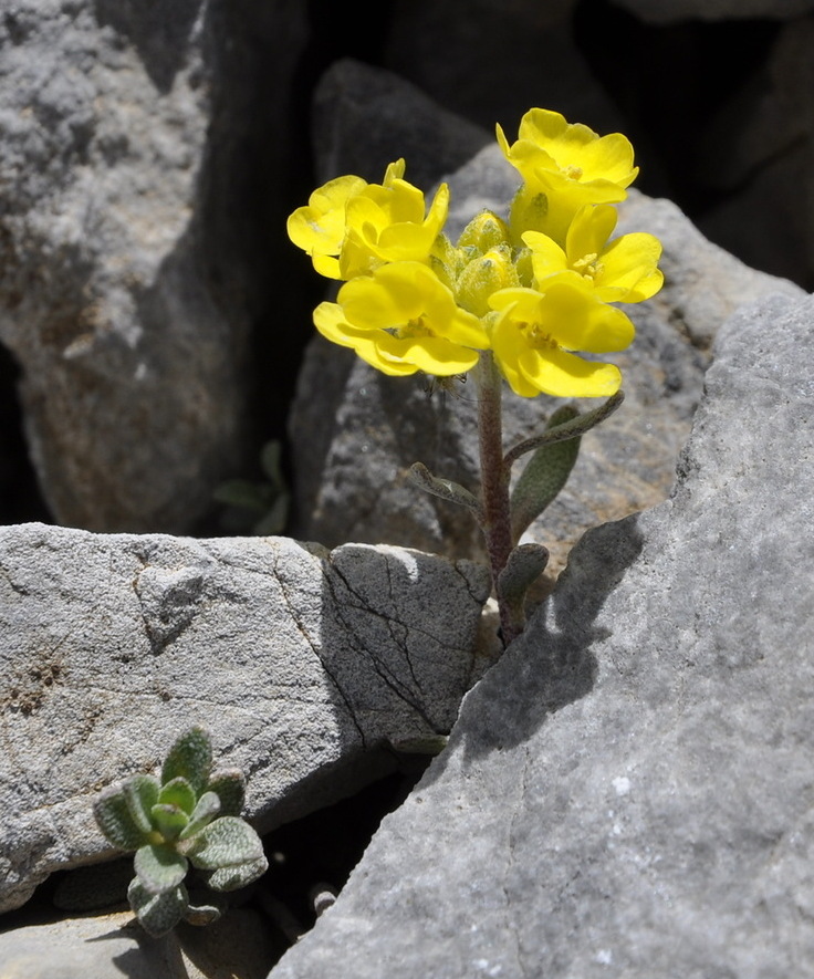 Image of Alyssum handelii specimen.