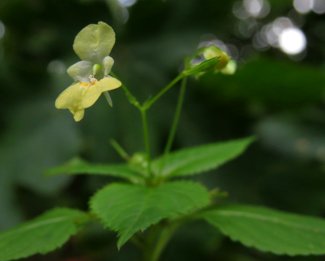 Image of Impatiens parviflora specimen.