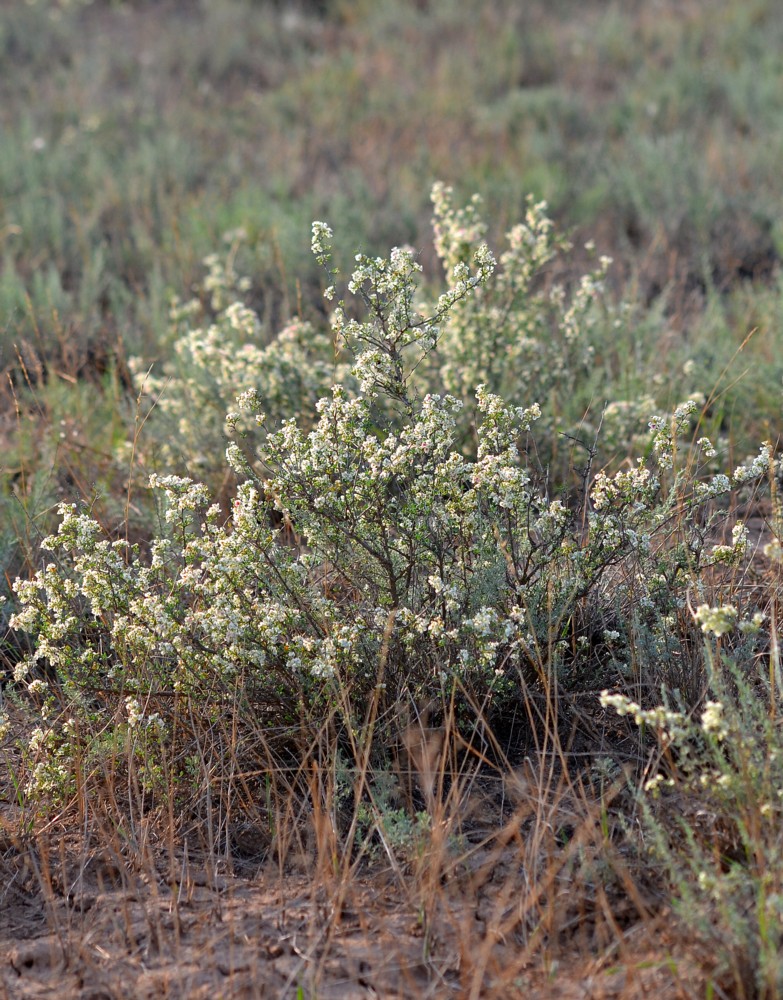 Image of Atraphaxis replicata specimen.