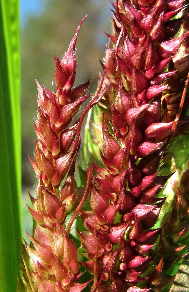 Изображение особи Echinochloa crus-galli.