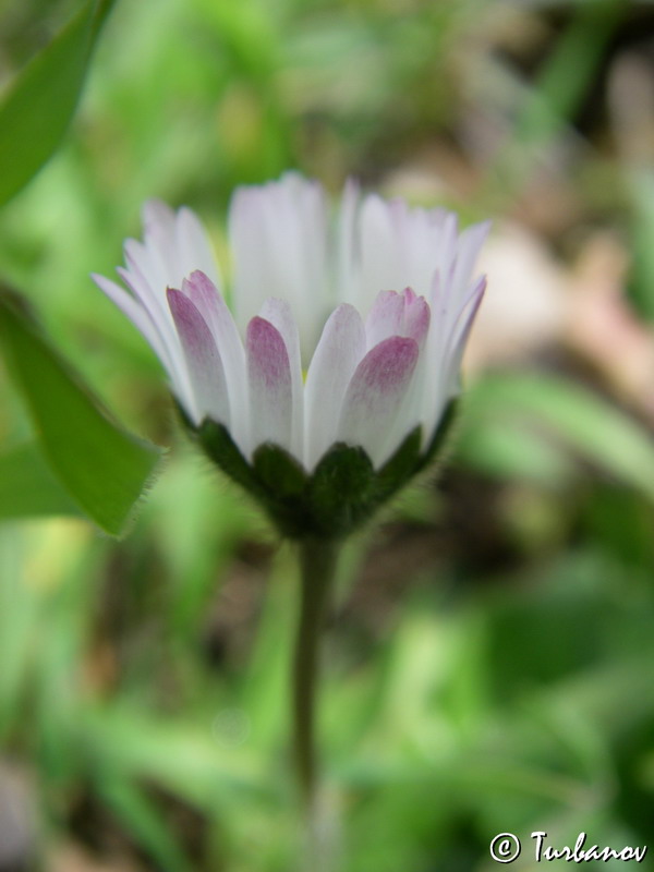 Image of Bellis perennis specimen.