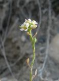 Lepidium turczaninowii