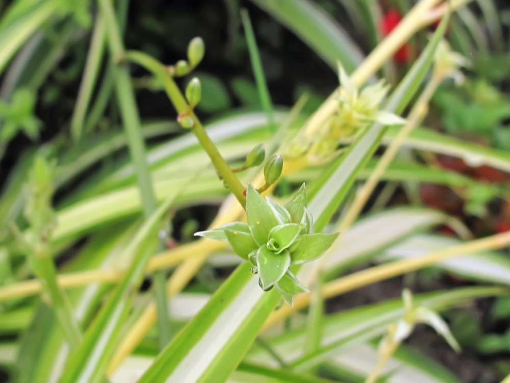 Image of Chlorophytum comosum specimen.