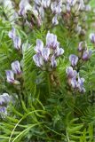 Oxytropis sordida