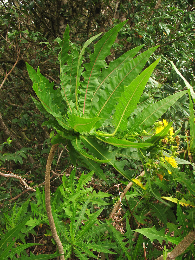 Image of Sonchus congestus specimen.