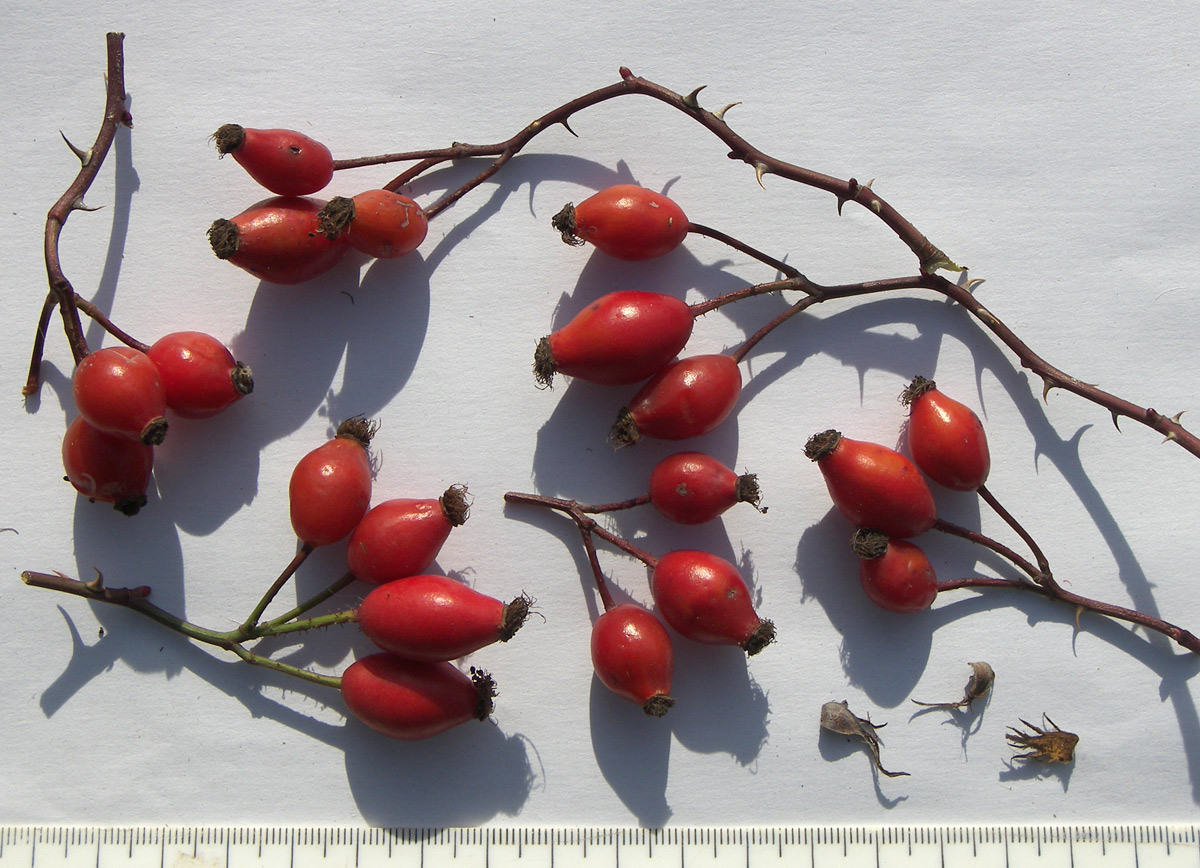 Image of Rosa canina var. hispida specimen.