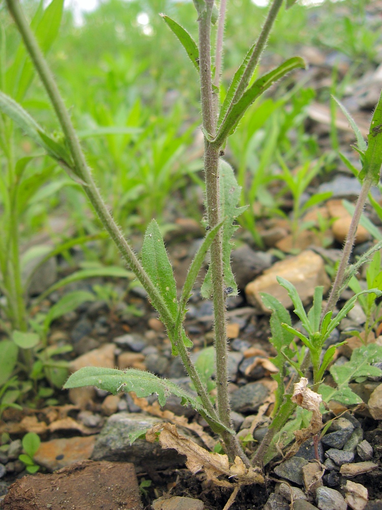 Изображение особи Capsella orientalis.