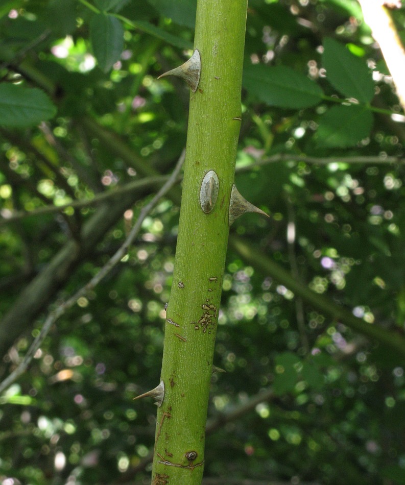 Image of genus Rosa specimen.