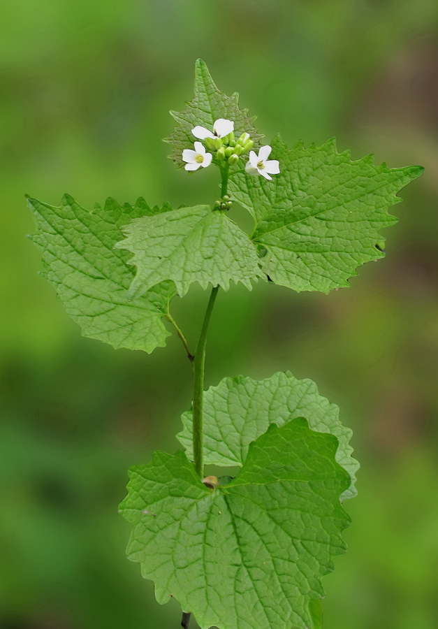 Image of Alliaria petiolata specimen.