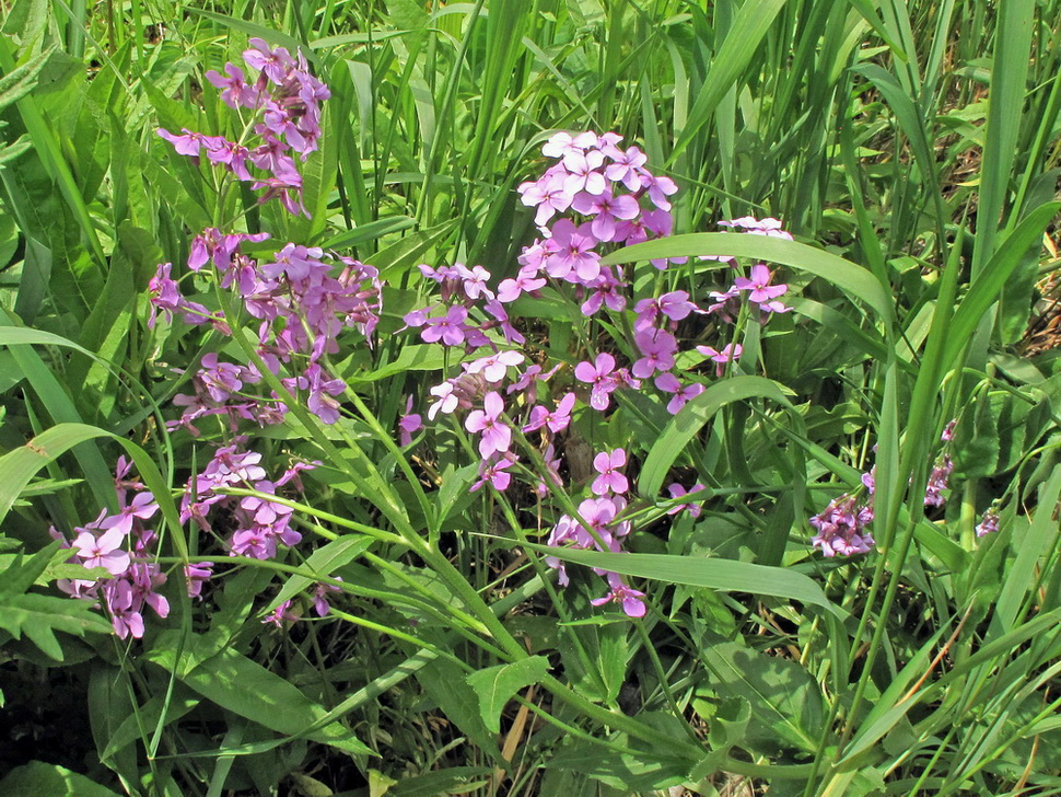 Image of Hesperis matronalis specimen.