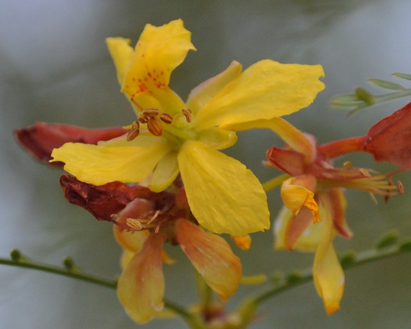 Image of Parkinsonia aculeata specimen.