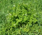 familia Apiaceae