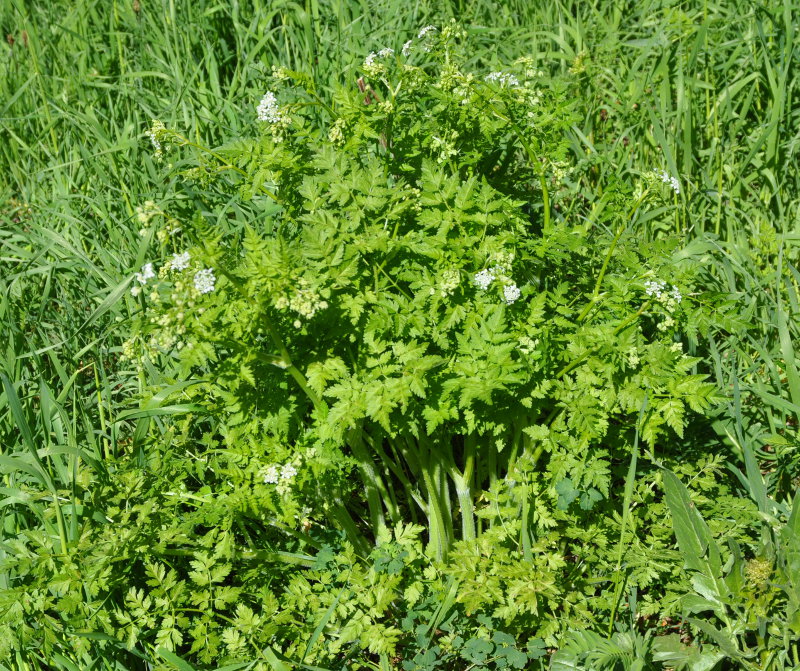 Image of familia Apiaceae specimen.