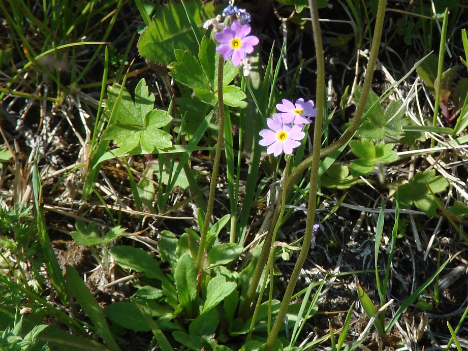 Image of Primula serrata specimen.