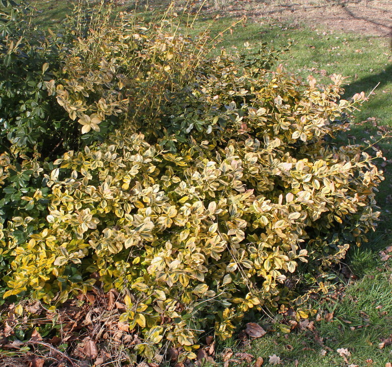 Image of Euonymus japonicus specimen.