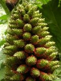 Gunnera tinctoria