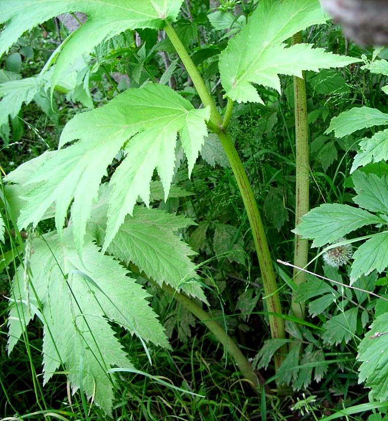 Изображение особи род Heracleum.