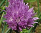 Allium schoenoprasum. Соцветие. Нидерланды, Гронинген. Май 2007 г.