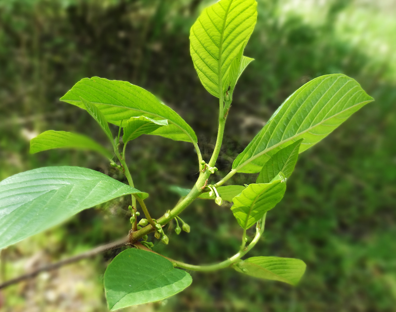 Image of Frangula alnus specimen.