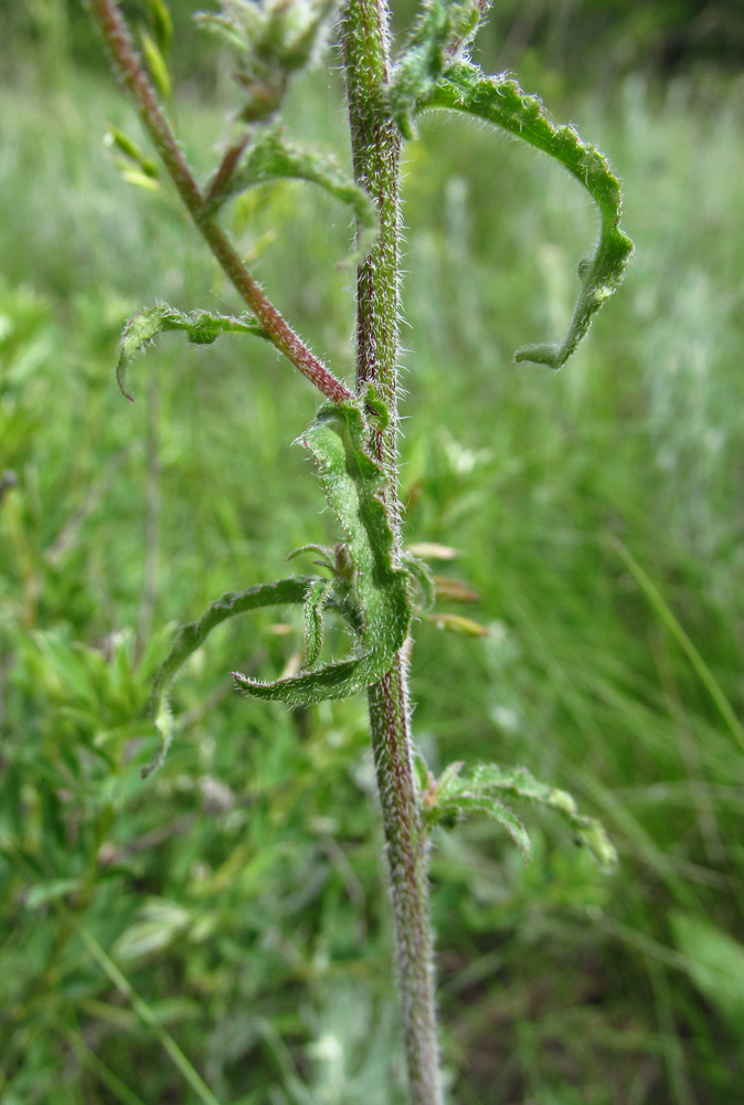 Image of Campanula sibirica specimen.