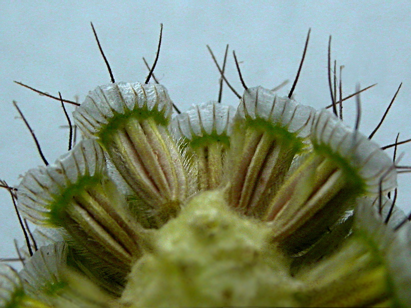 Image of Scabiosa ochroleuca specimen.