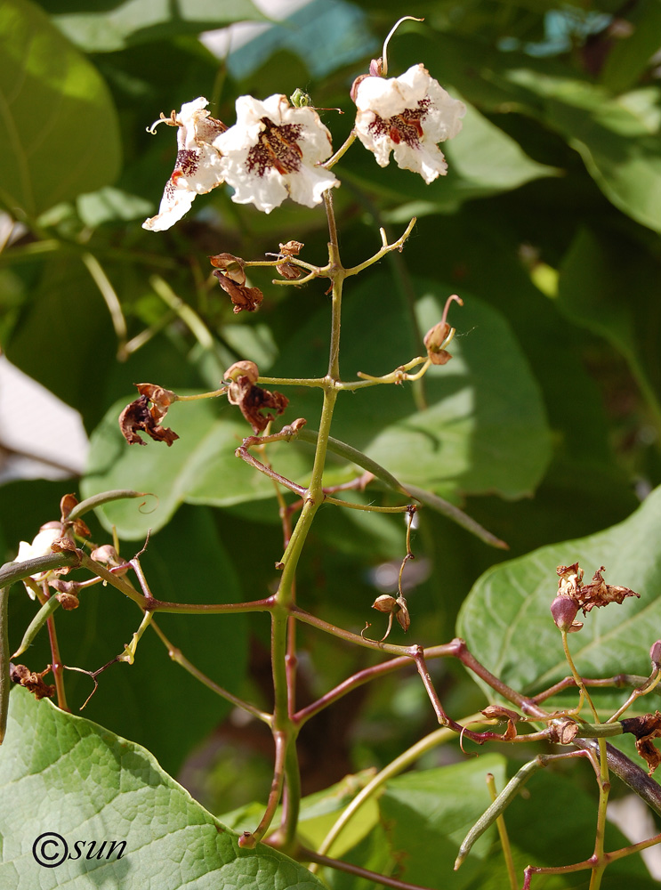 Image of Catalpa bignonioides specimen.