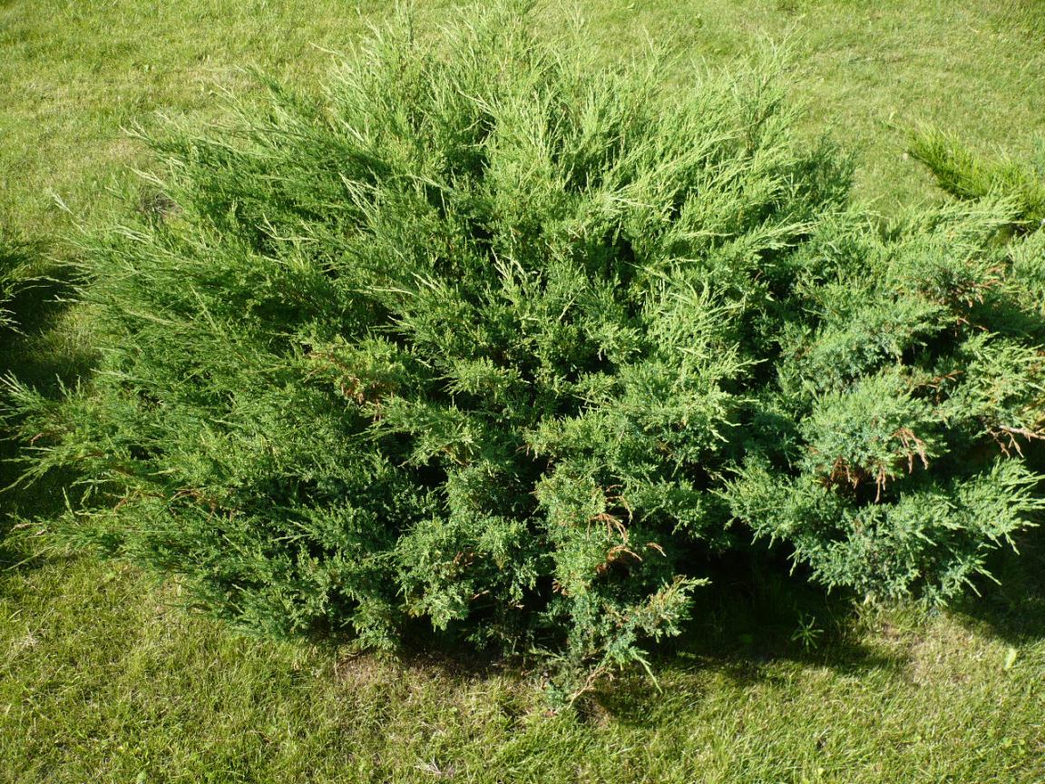 Image of Juniperus &times; pfitzeriana specimen.