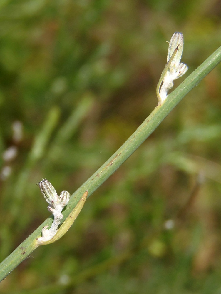 Image of genus Chondrilla specimen.