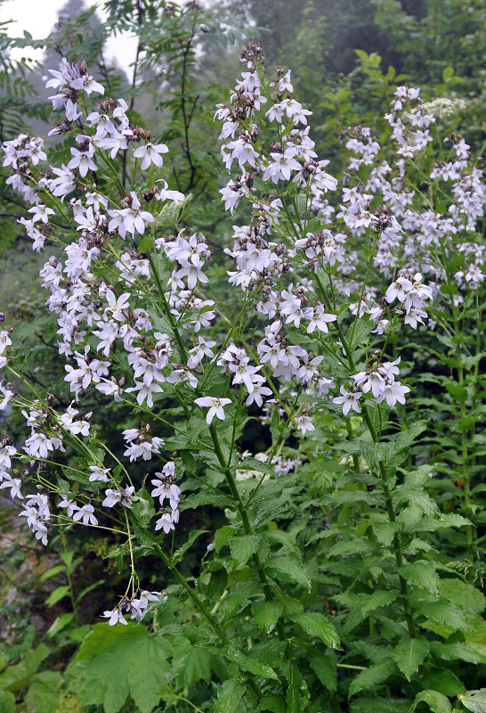 Image of Gadellia lactiflora specimen.