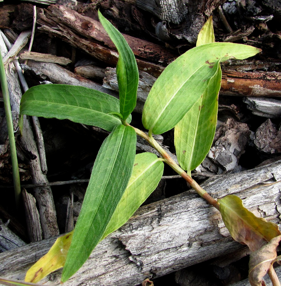 Image of Persicaria amphibia specimen.