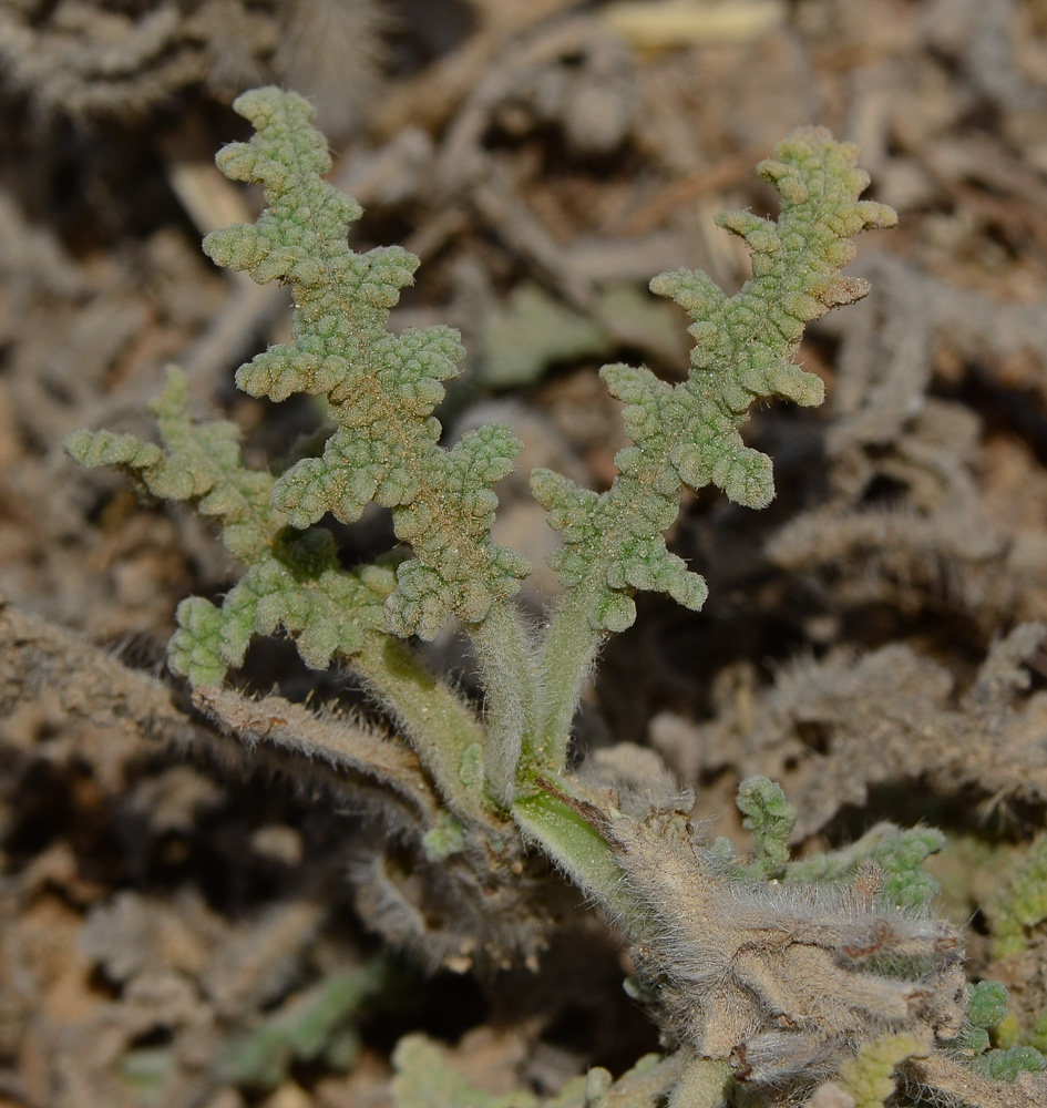 Image of Salvia lanigera specimen.