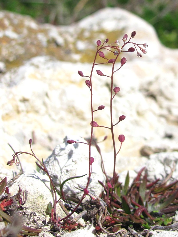 Изображение особи Hymenolobus procumbens.