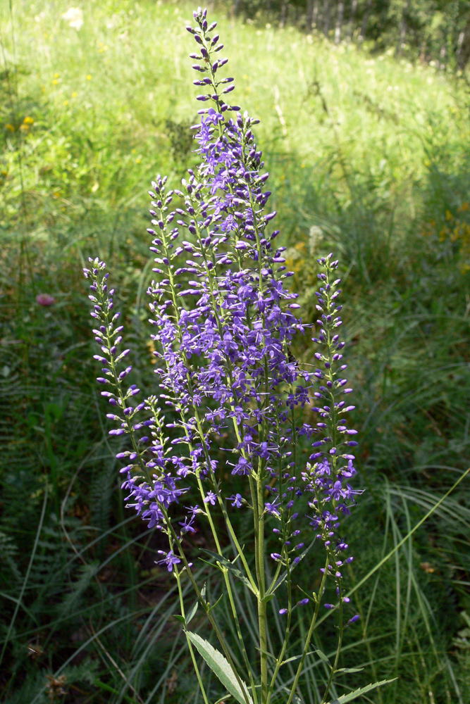 Image of Veronica spuria specimen.