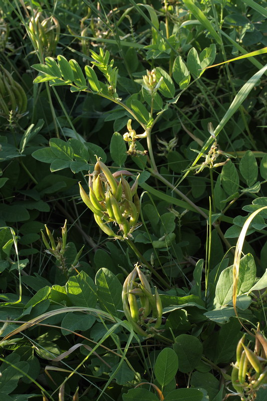 Image of Astragalus glycyphyllos specimen.