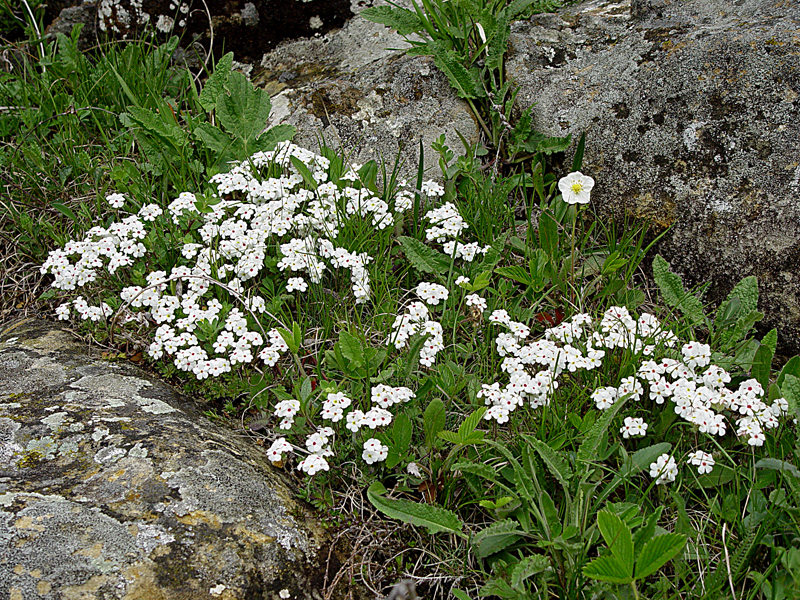 Image of Androsace barbulata specimen.