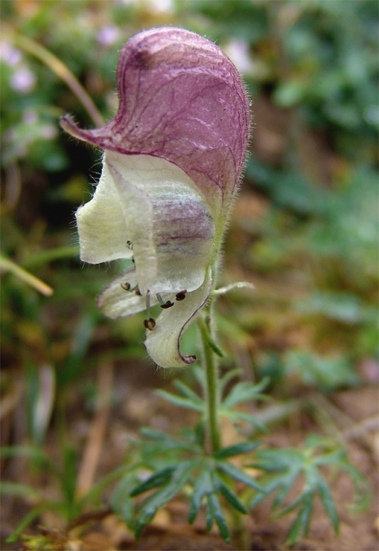 Изображение особи Aconitum confertiflorum.