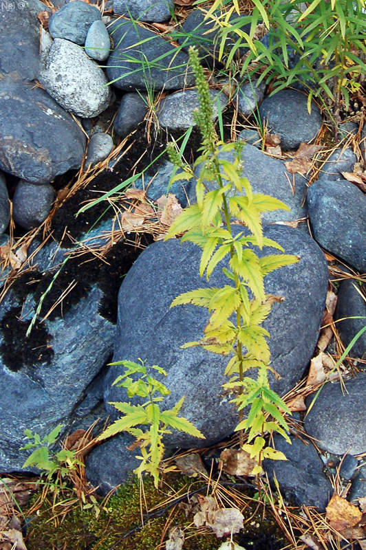 Изображение особи Veronica longifolia.