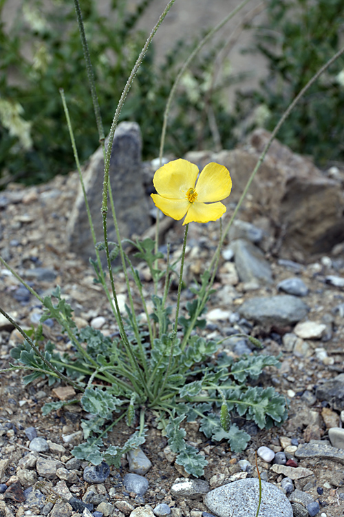 Image of Glaucium squamigerum specimen.