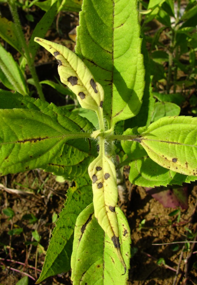 Image of Helianthus tuberosus specimen.