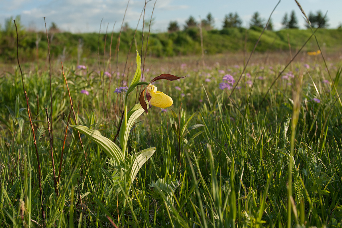 Image of Cypripedium calceolus specimen.