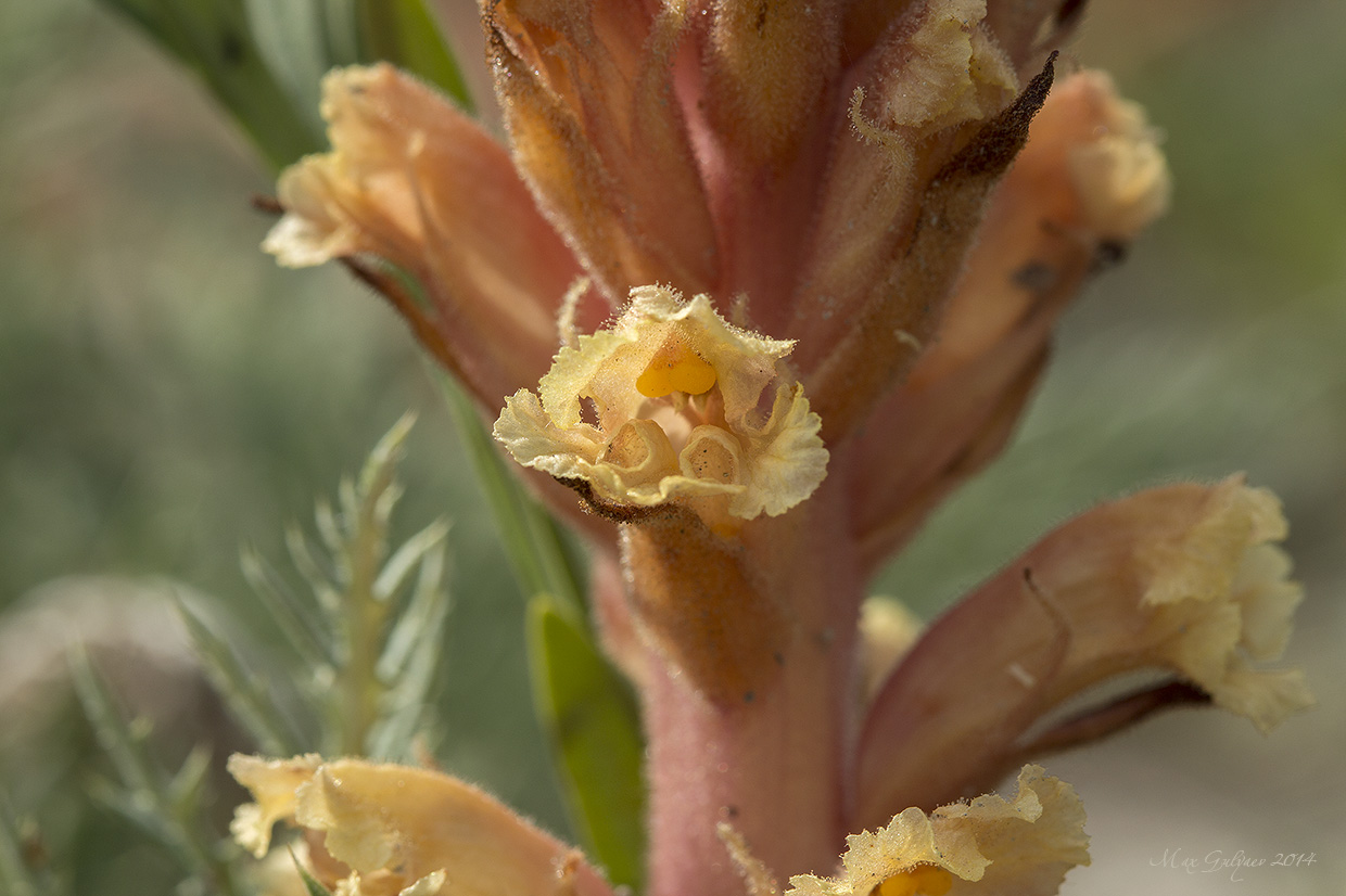 Image of Orobanche centaurina specimen.