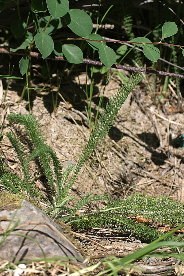 Image of Achillea millefolium specimen.